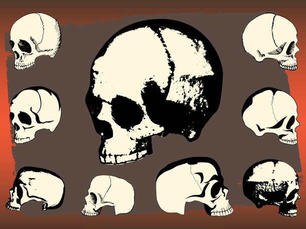 Skull Vector Image
