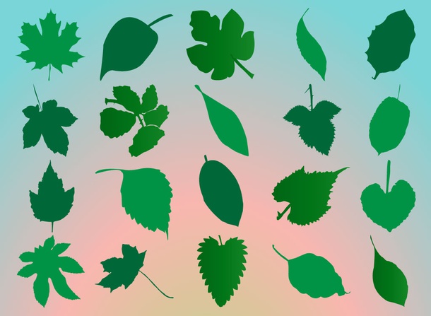 Leaf Collection