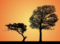 Trees Sunset Silhouettes