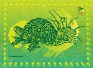 Tortoise Illustration