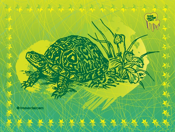 Tortoise Illustration