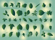 Leaves Graphics