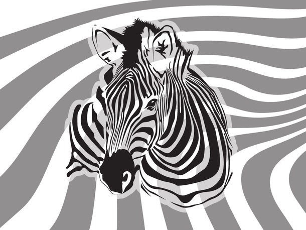 Zebra Illustration