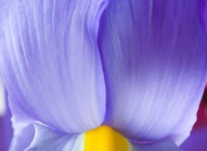 Lavender Flower Petals