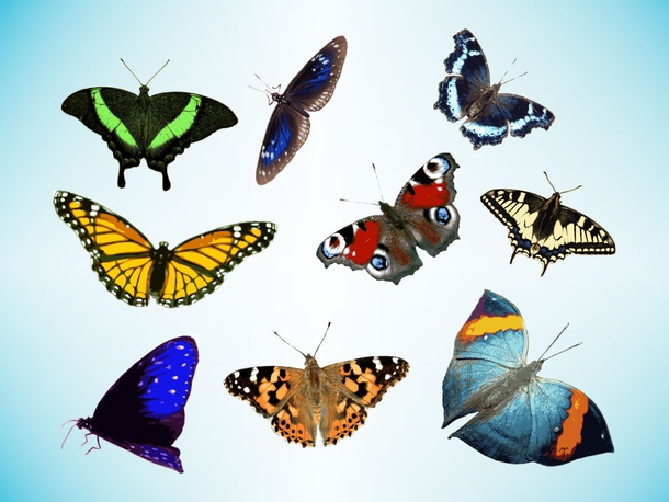 Real Butterfly Vectors