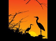Herons Sunset