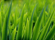 Grass Close Up