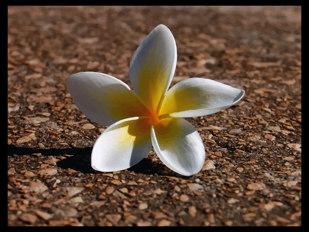 White Flower Wallpaper