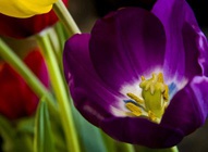 Tulip Close-Up