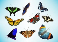 Real Butterfly Vectors