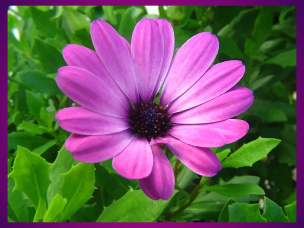 Spring Flower Closeup