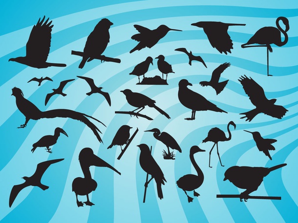 Bird Silhouette Vectors