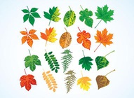 Leaf Designs