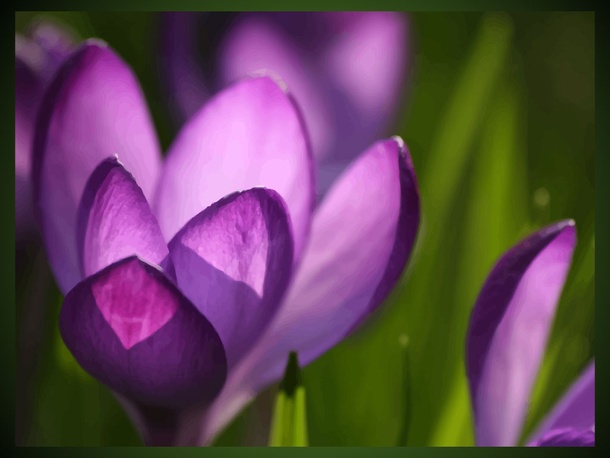 Crocus Flowers Wallpaper