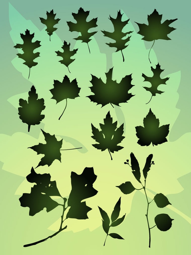 Vector Leaf Bundle