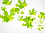 Maple Leaf Vectors