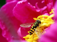 Honey Bee Flower