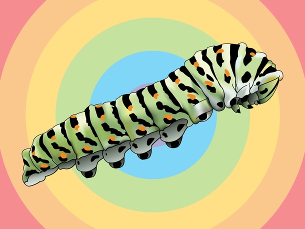 Caterpillar Illustration