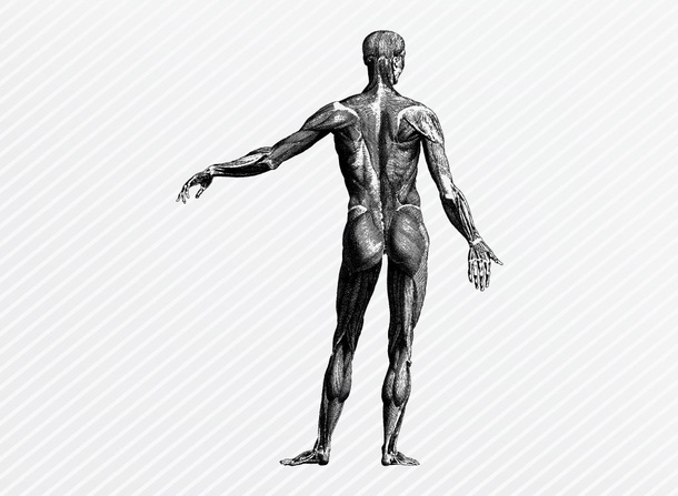 Human Anatomy Graphics