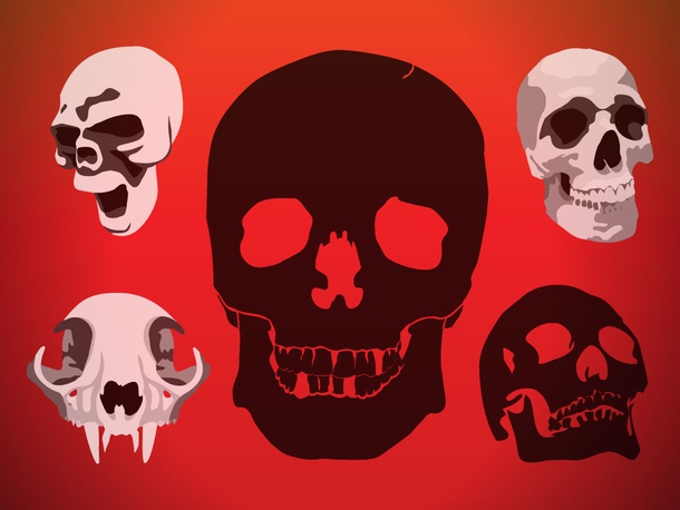 Skulls Vectors Graphics