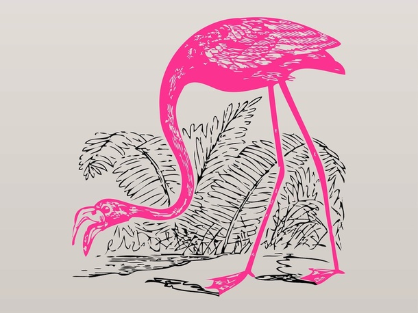 Pink Flamingo Vector