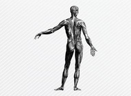 Human Anatomy Graphics