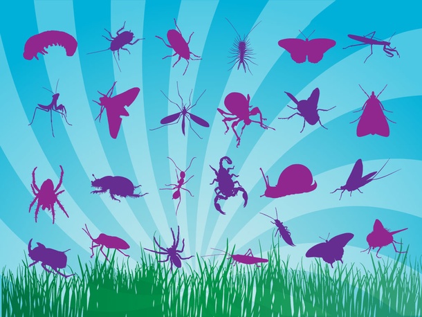 Insect Silhouettes