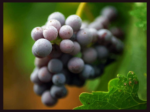 Grapes Cluster