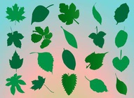 Leaf Collection