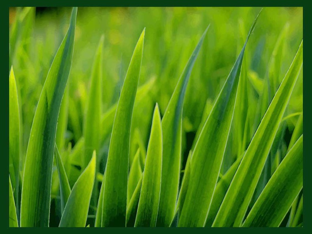 Grass Close Up