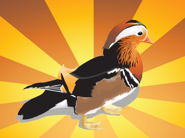 Mandarin Duck Illustration