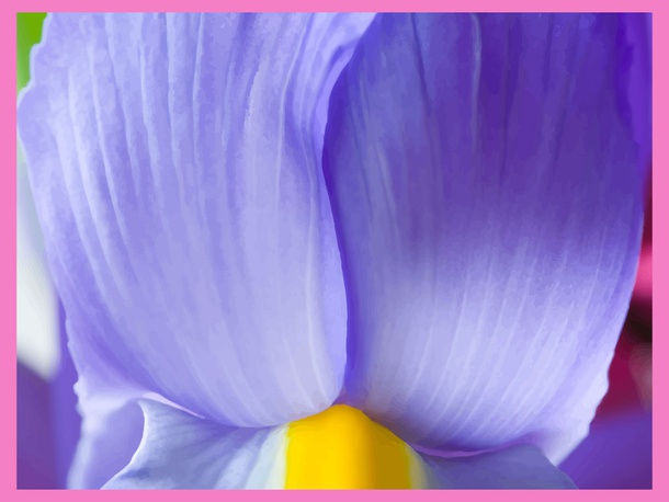 Lavender Flower Petals