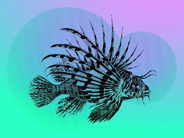 Tropical Fish Vector