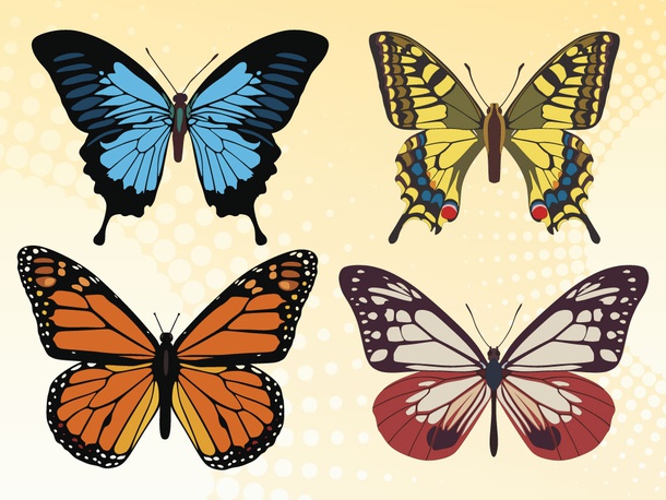 Colorful Butterfly Vector Set