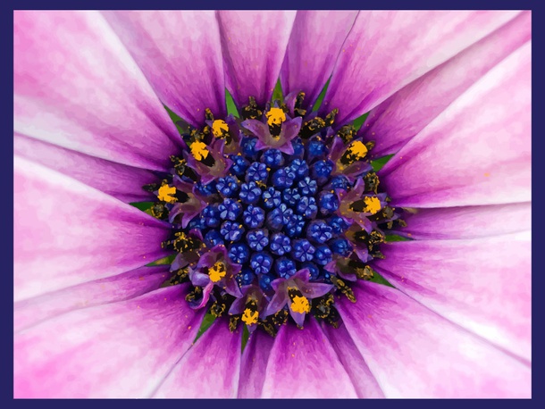 Pink Flower Closeup Wallpaper