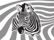 Zebra Illustration