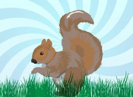 Squirrel Illustrations