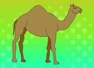 Walking Camel Vector
