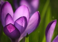 Crocus Flowers Wallpaper