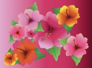 Beautiful Hibiscus Flowers