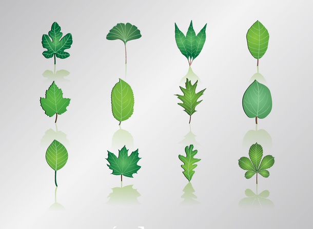 Leaf Graphics