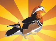 Mandarin Duck Illustration