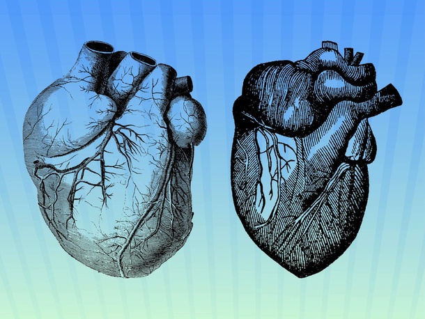 Detailed Heart Vectors