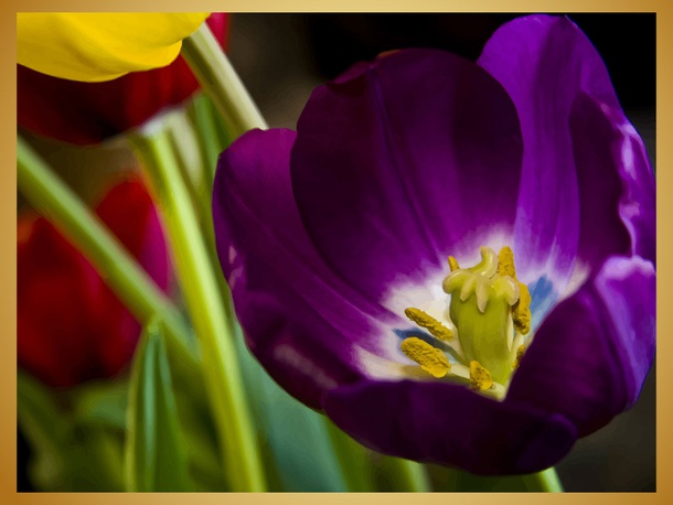 Tulip Close-Up