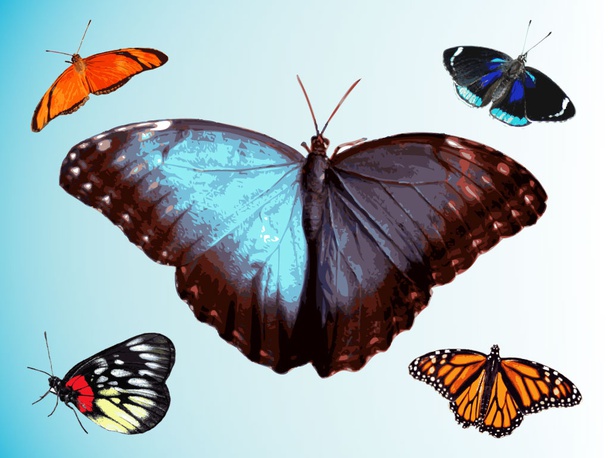 Butterflies Traces