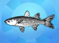 Fish Graphics