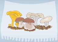 Mushroom Graphics