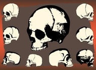 Skull Vector Image