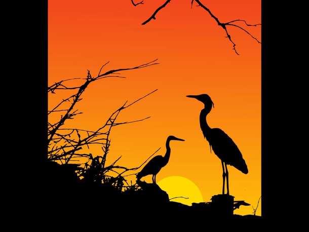 Herons Sunset