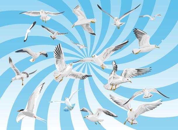 Gull Flock